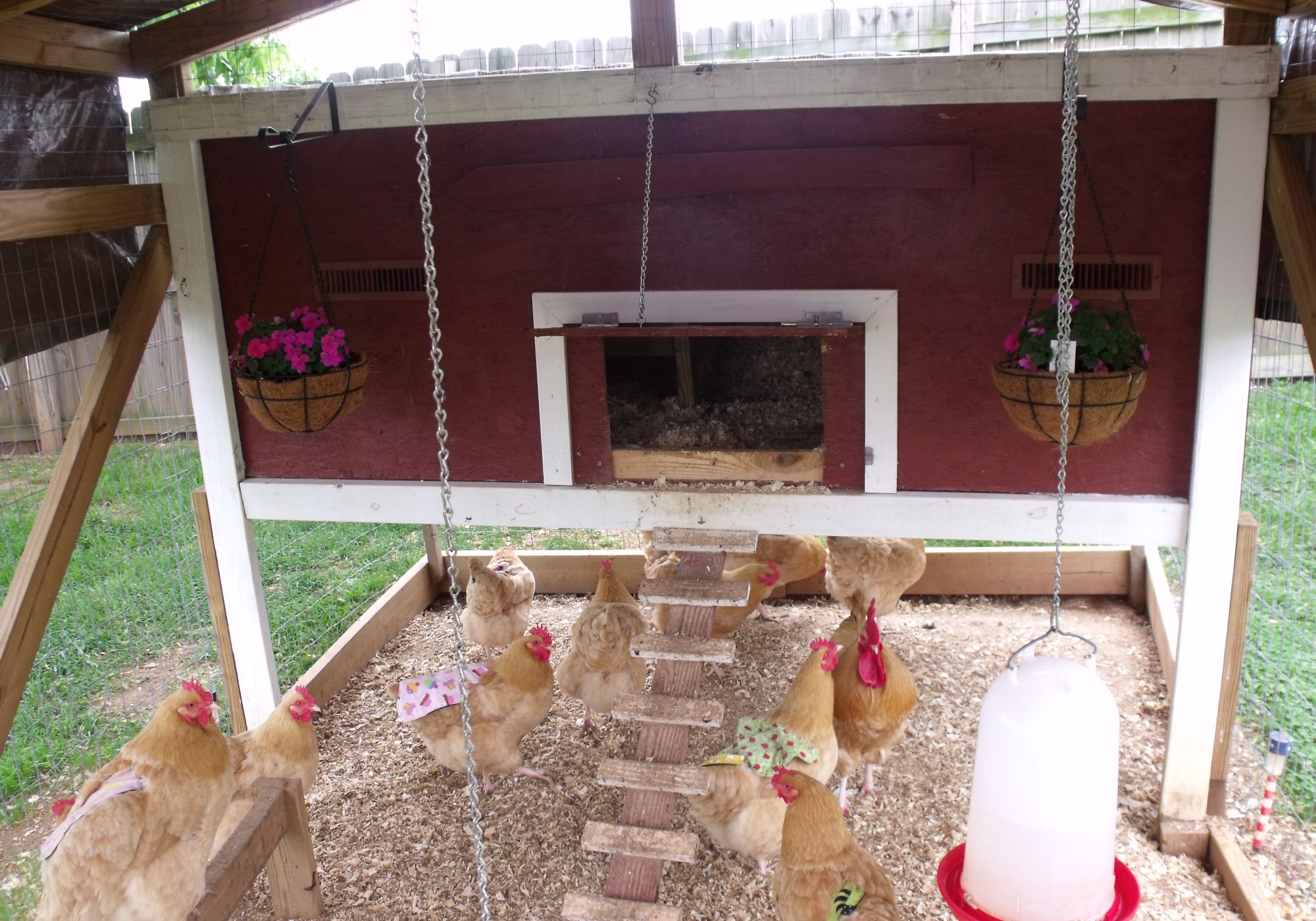 10 Things that I learned from My Hens | The Kuntry Klucker