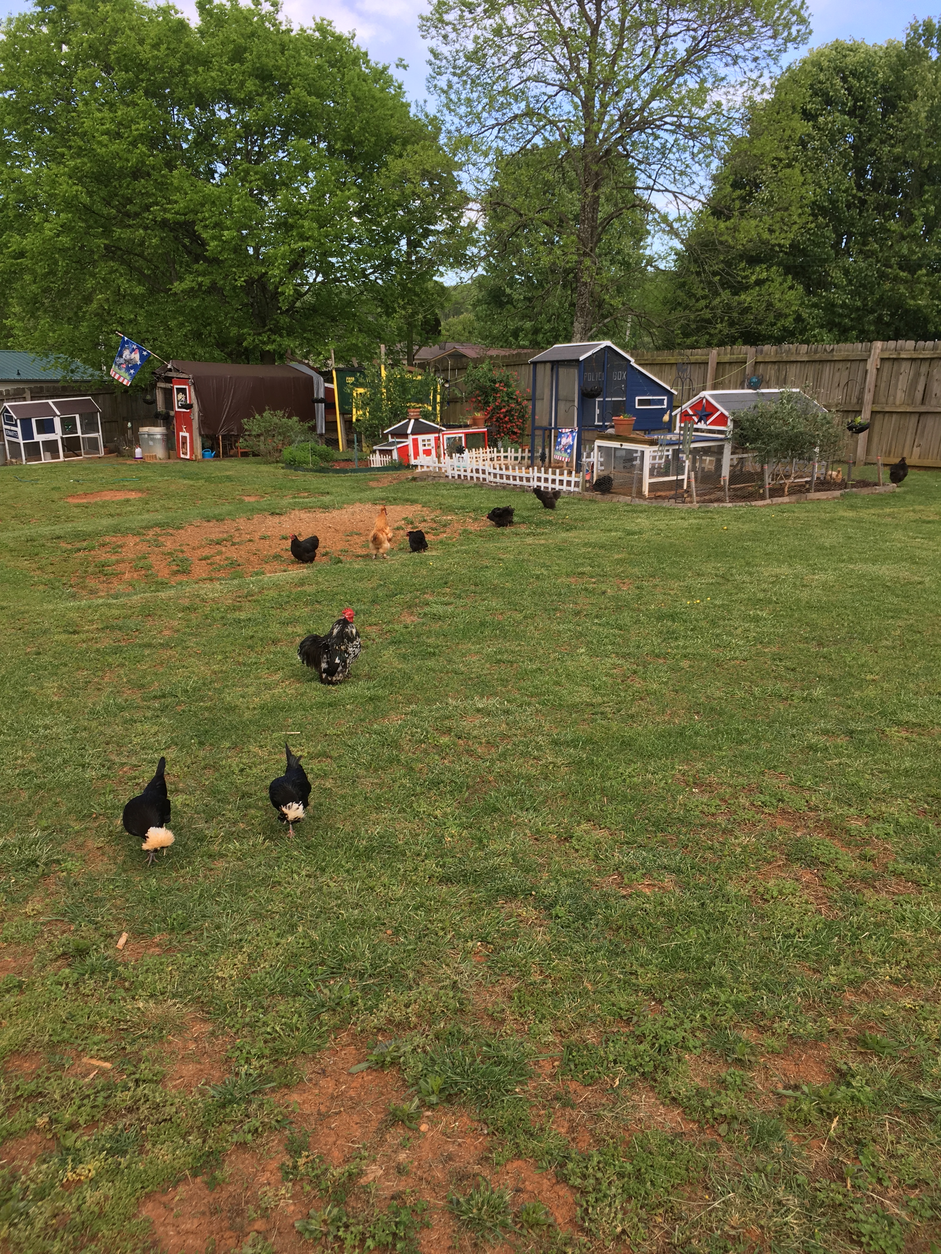 Backyard blooming 4.jpg